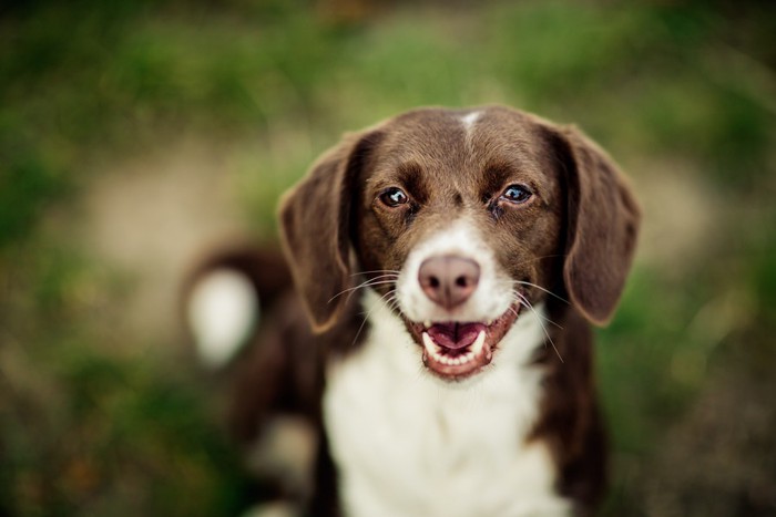 正面を見ている犬