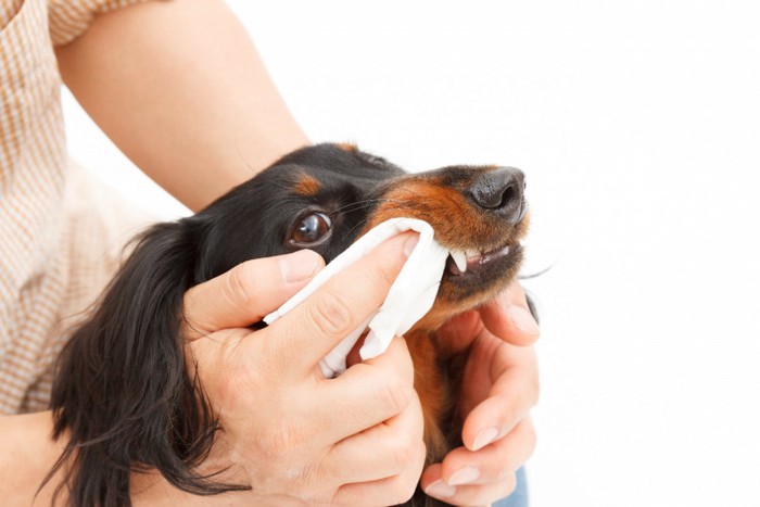 シートで歯磨きをする犬