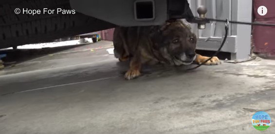 後ずさりしてゆく犬