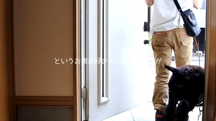 ルーク君をお散歩に誘った時の態度5