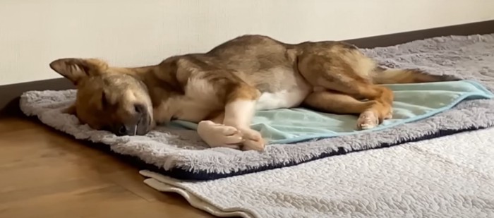 眠る子犬