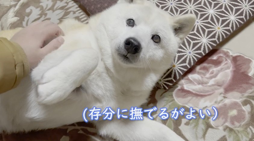 撫でてと要求する犬