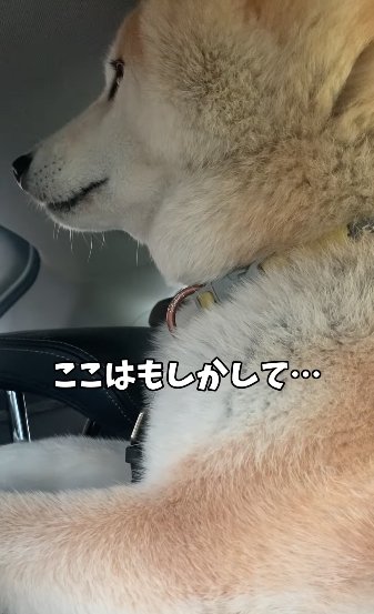 車の中で外を見つめる柴犬「ここはもしかして…」