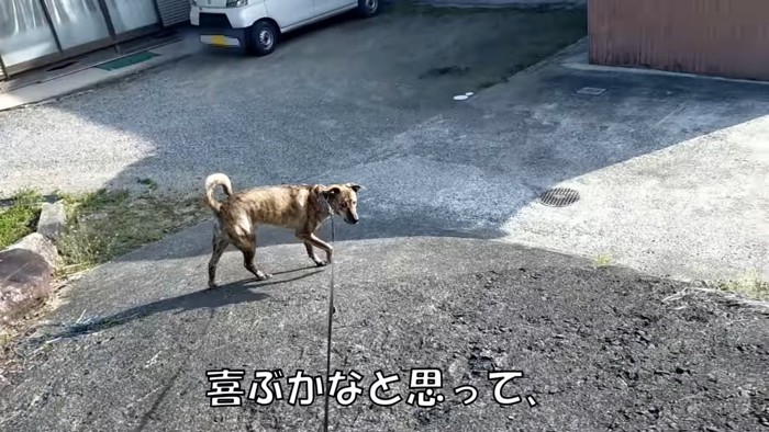 「りゅうちゃん、鳥さんいるよ」