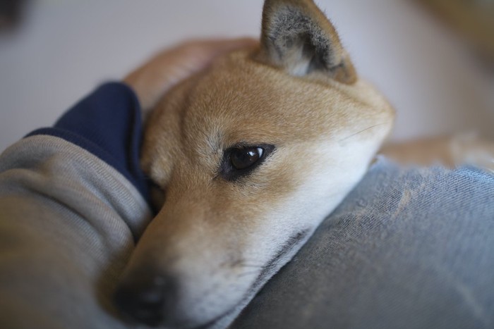 飼い主の膝に頭を乗せて甘える柴犬