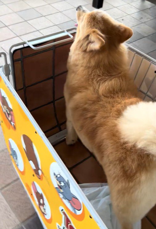 大型犬用カートに乗ってお買い物