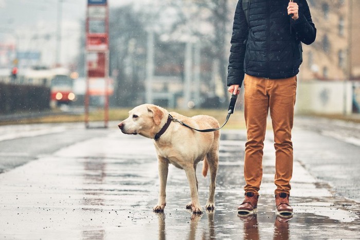 男性と雨の中散歩している犬