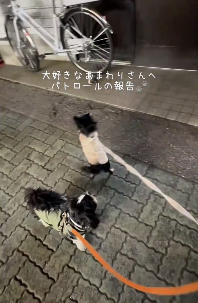 交番の前で立ち止まる犬たち