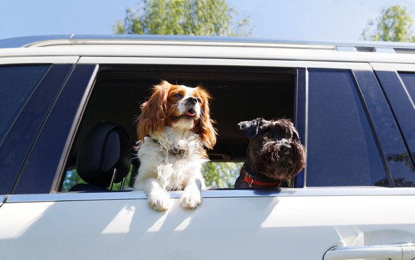 車の窓から顔を出す犬