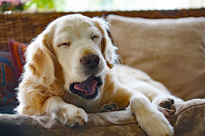 ソファーであくびをしている犬