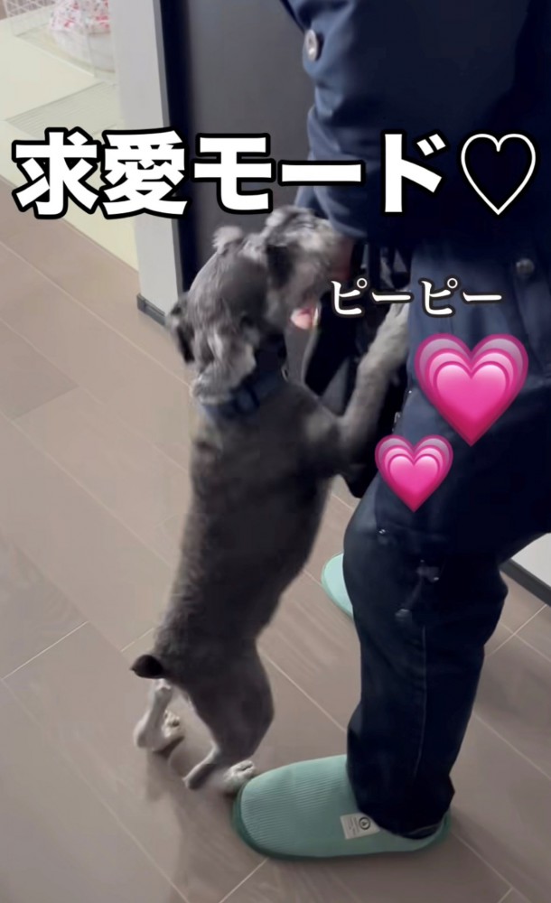 甘えながら飛びつく犬