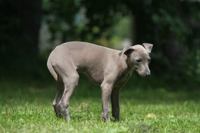 しっぽを丸め込む芝生にいるグレーの犬