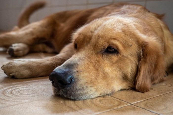 諦めたような表情で横たわる犬