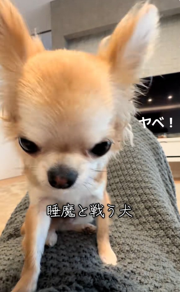 焦るチャイちゃん