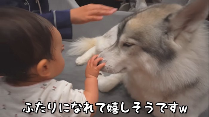 鼻を触られる犬