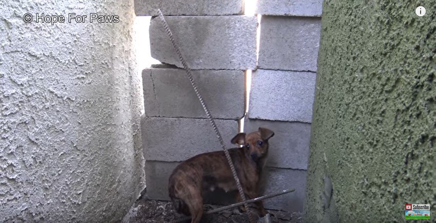 家と家の間に隠れる犬