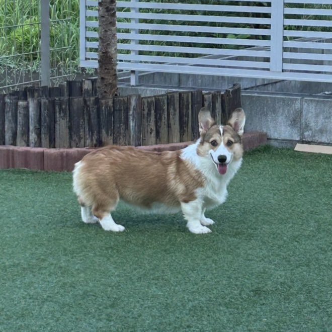 可愛すぎる