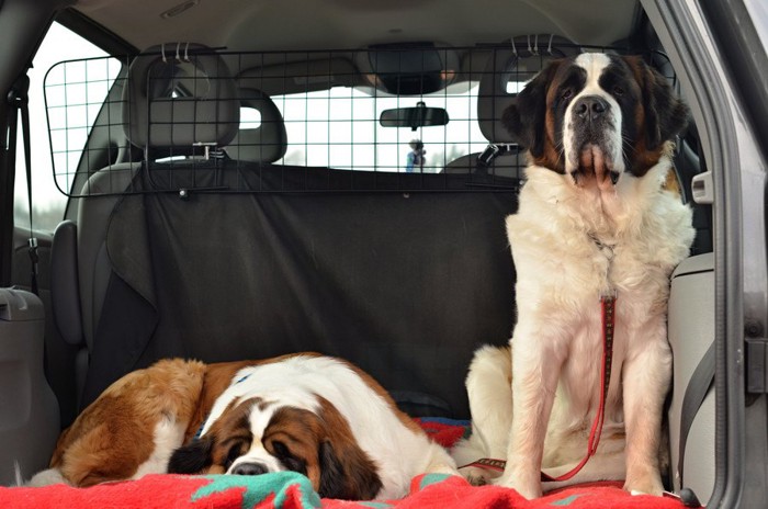 車の後ろでくつろぐ犬