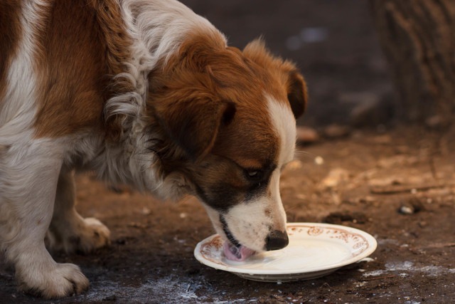 お皿のミルクを飲む犬