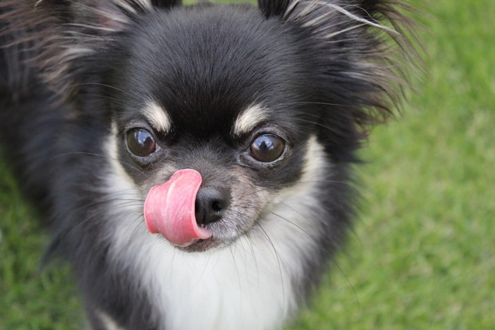 舌を出している犬