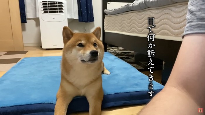 ハチくんが飼い主さんを見つめている