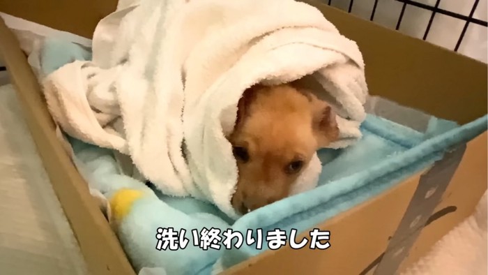 タオルにくるまれる子犬