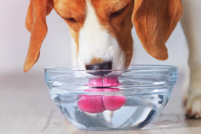 ボウルで水を飲む犬