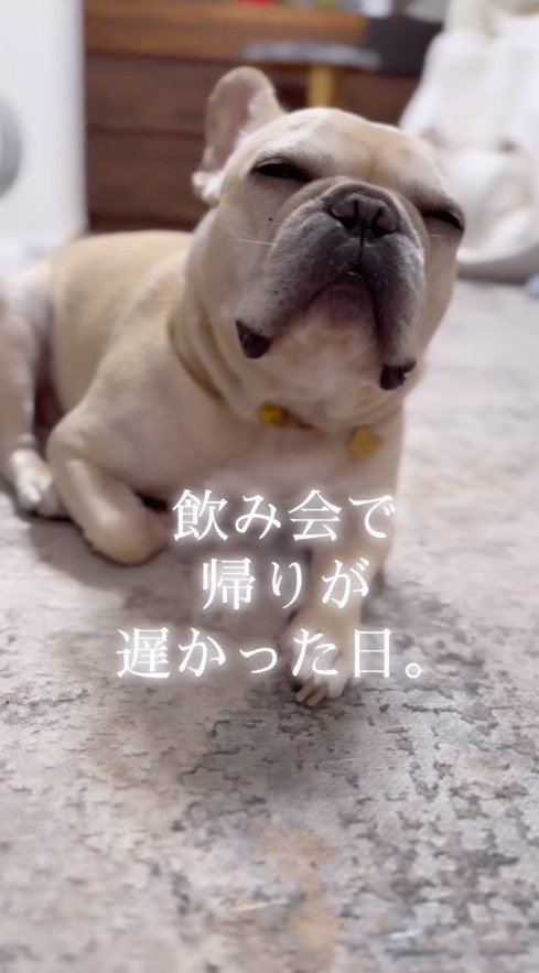 薄目で飼い主を見つめる犬