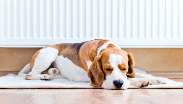 ヒーターの前で眠る犬