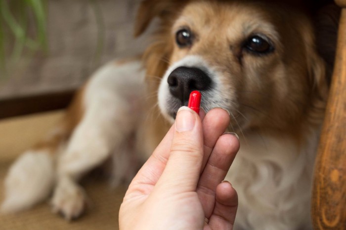 薬を見つめる犬