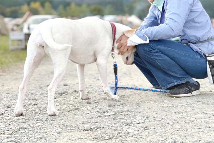 頭を擦り付ける犬