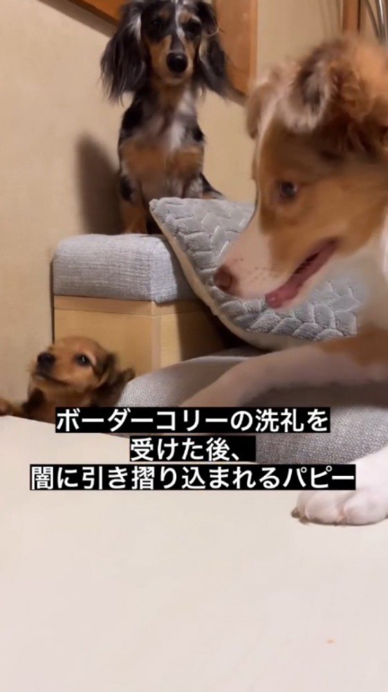 足元にあった隙間に落下する子犬