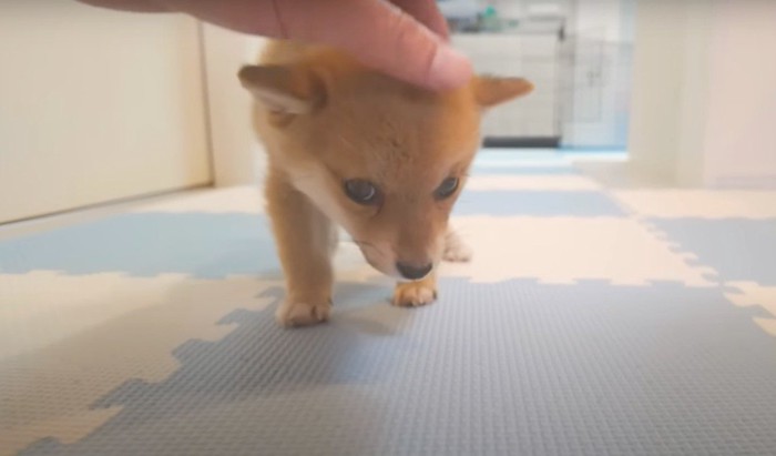 飼い主に頭を撫でられる子犬