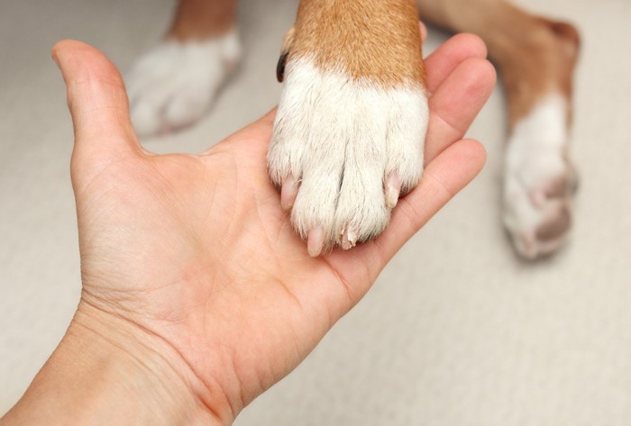 人の手に前足を乗せている犬