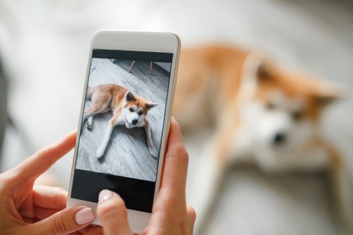 スマホで撮影されている犬