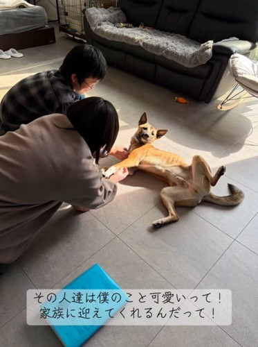目の前で寝転ぶ犬