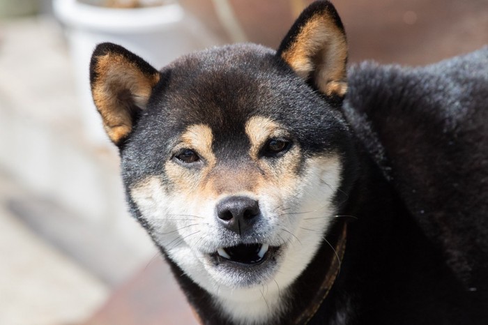 吠える柴犬の顔のアップ