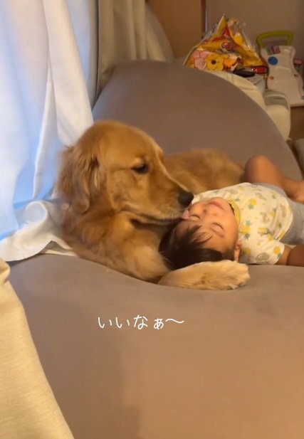 息子さんの顔を舐めるこむぎくん