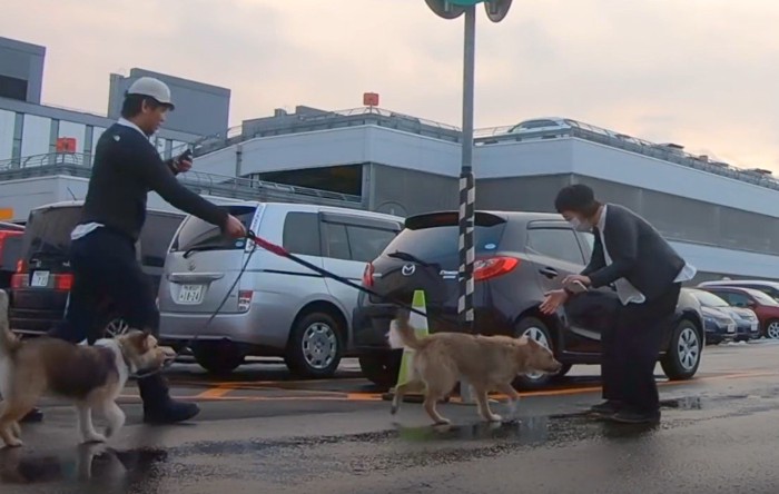 女性の元へ進む犬