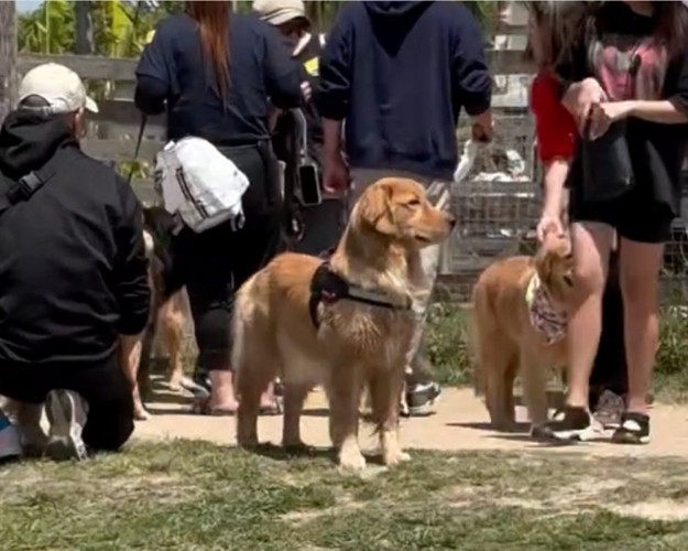 立ち尽くす犬
