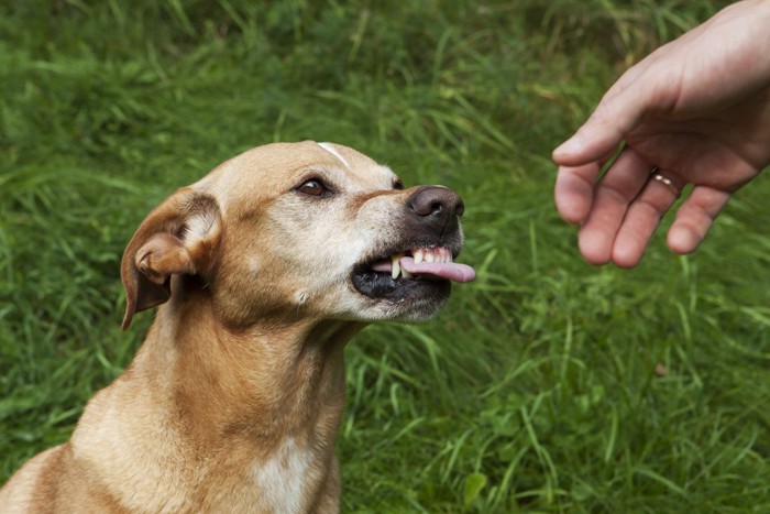 人間の手に怒る犬