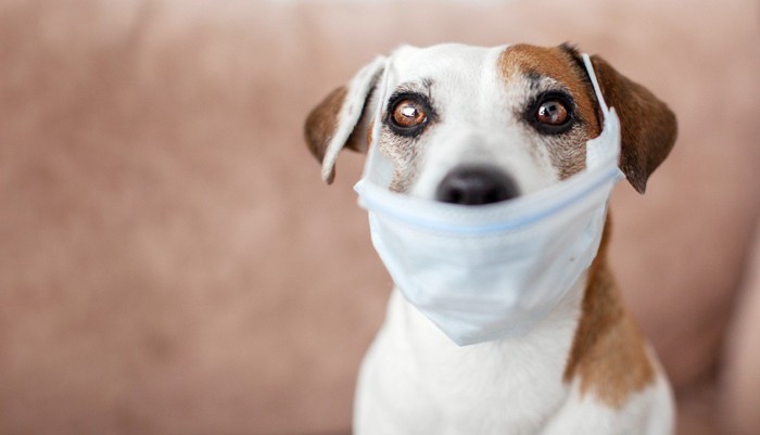 犬がマスクをしている