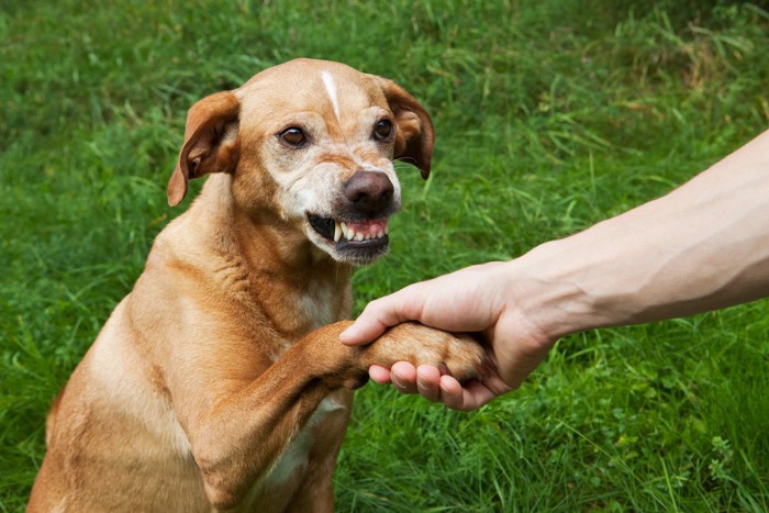 犬の手を握る、威嚇する茶の垂れ耳の犬