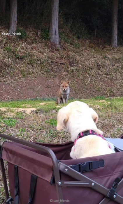 老犬になっても…