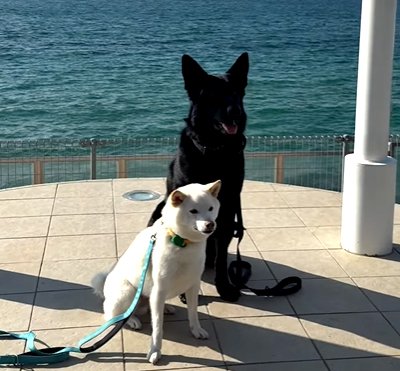ドライブ先での犬たち
