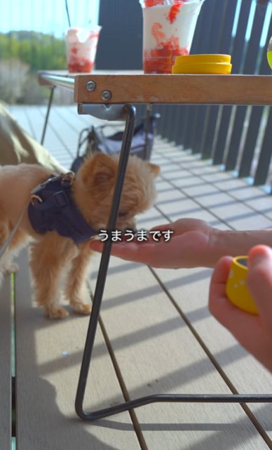 カフェのテラスでおやつを食べるミックス犬