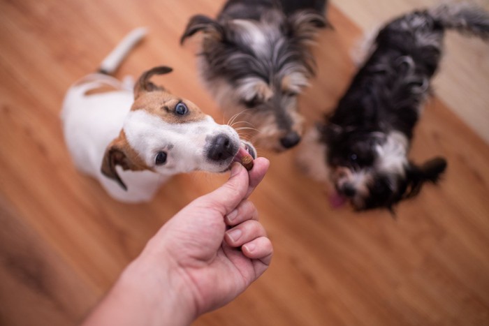 おやつに集まる三頭の犬