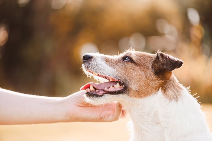 顎を撫でられる犬