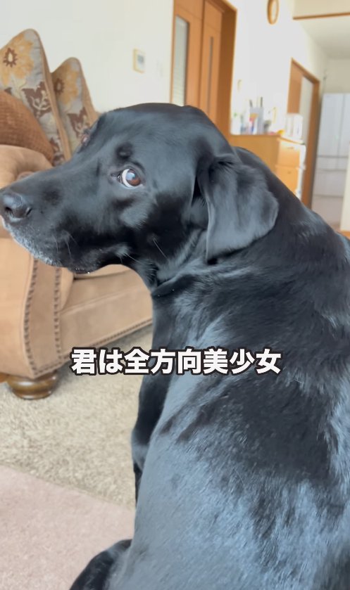 カメラに背を向けてお座りをしたまま振り返っている犬