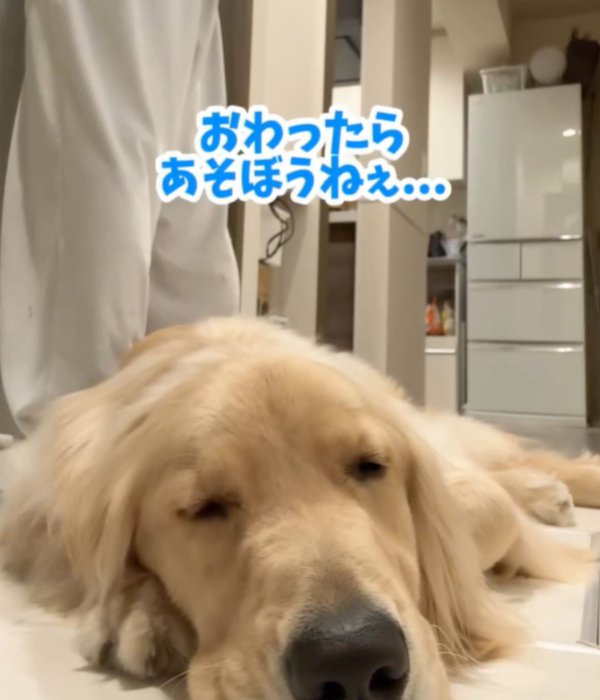 眠る犬